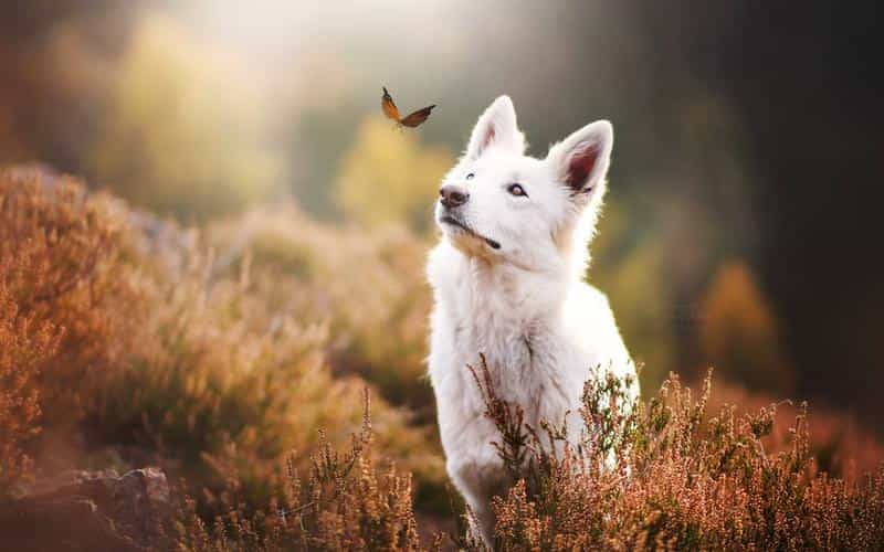 mybatis-plus-SimpleQuery