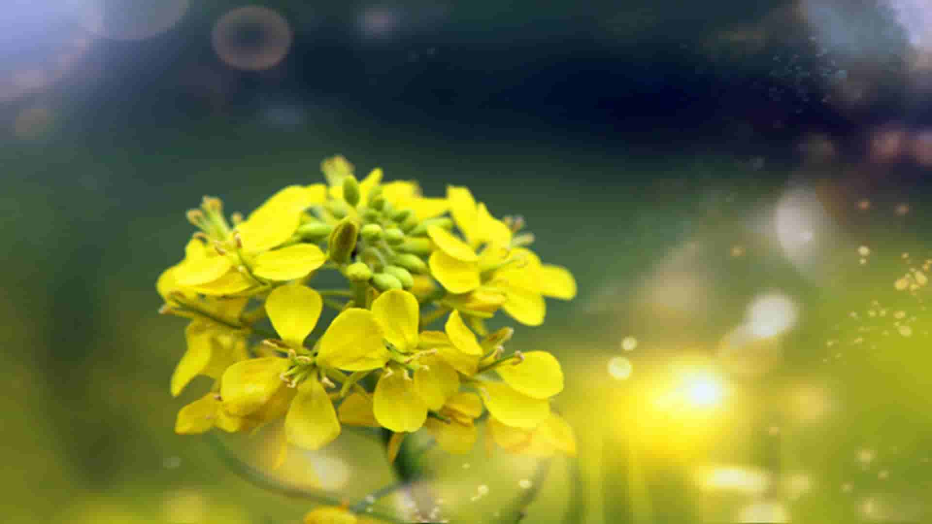 mybatis-plus-ActiveRecord