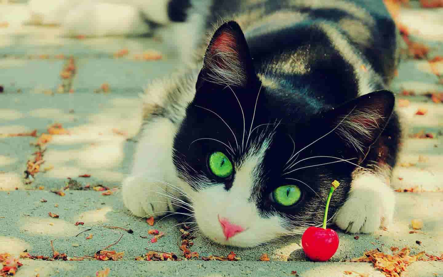 mysql-操作表中数据DML