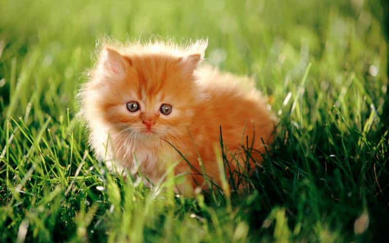 android-自定义控件基础(一)